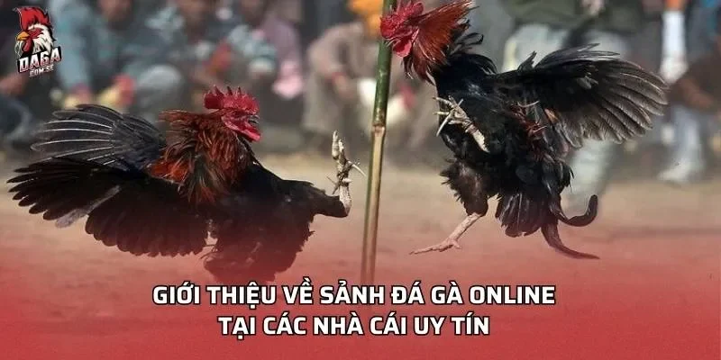 gioi-thieu-ve-sanh-da-ga-online