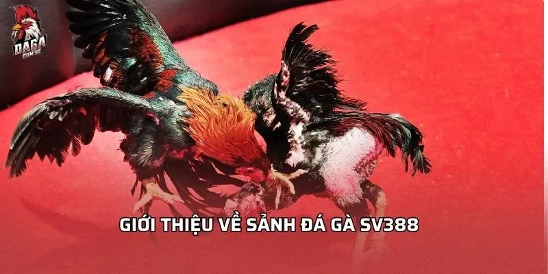 gioi-thieu-ve-sanh-da-ga-sv388