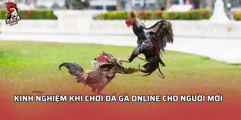 kinh-nghiem-khi-choi-da-ga-online
