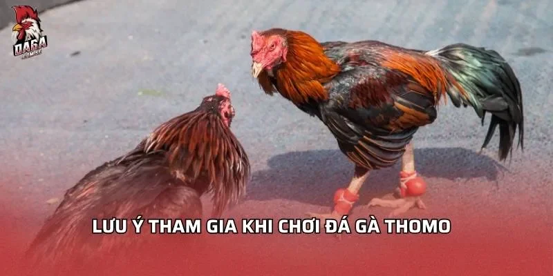 luu-y-tham-gia-khi-choi-da-ga-thomo